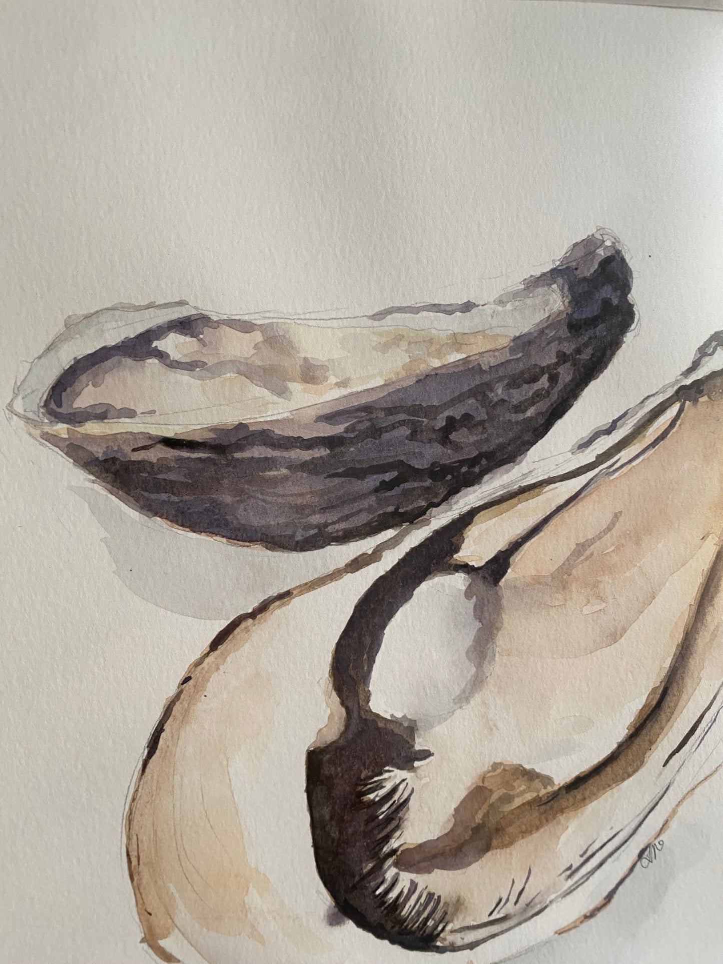 Natural Oysters