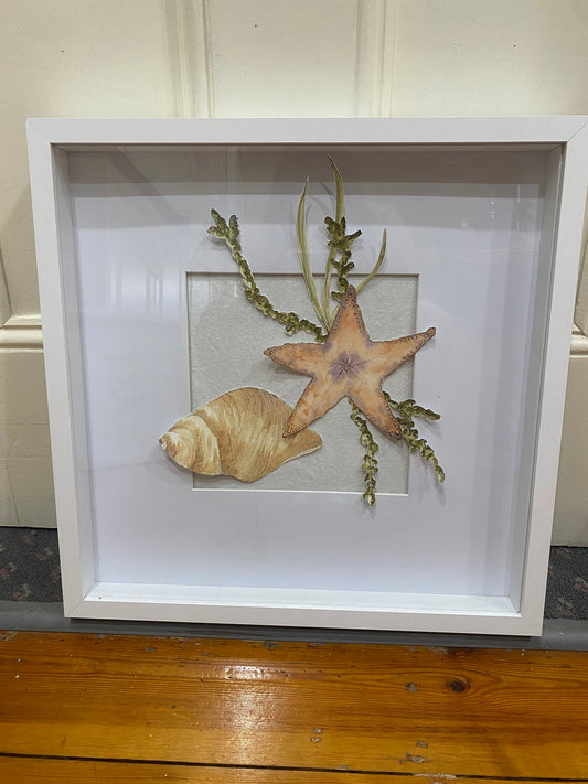 Seeing Seastars